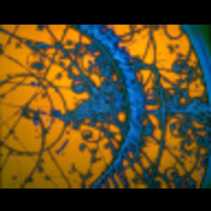 Meet your Posher, Larissa